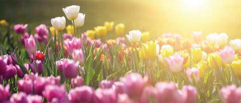 Field of tulips